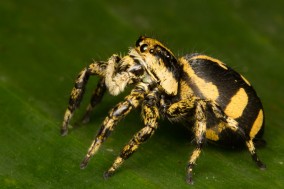 Subjects Jumping Spiders : Nature Closeups