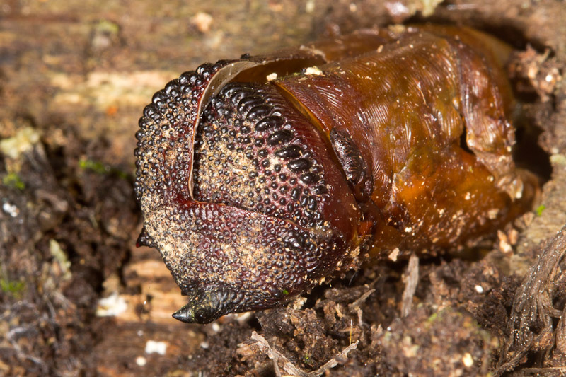 Mystery Exuvia Nature Closeups