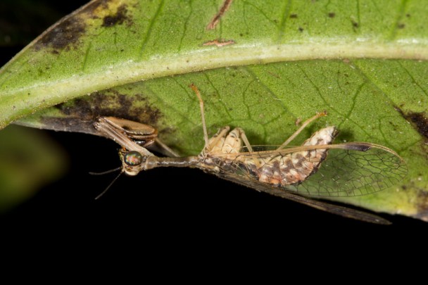 Mantispid