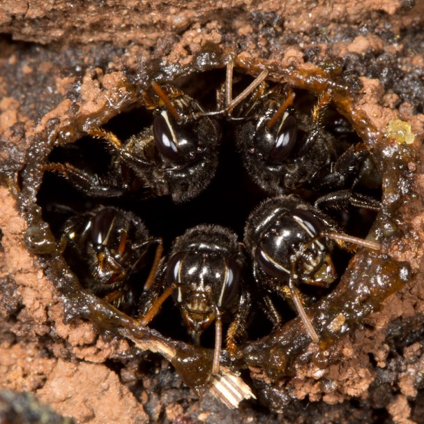 Subjects Stingless Bees Nature Closeups