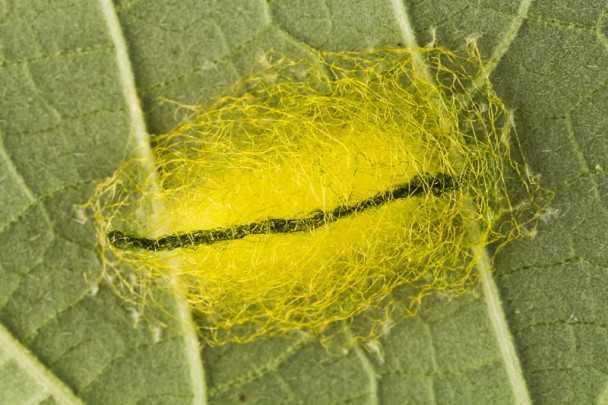 Dorsal view