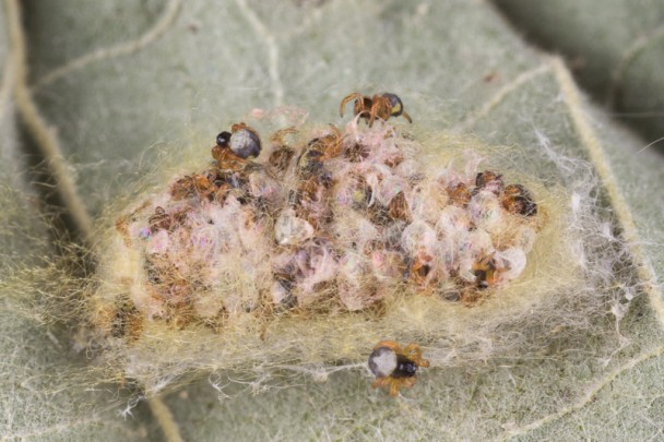 Spiderlings revealed