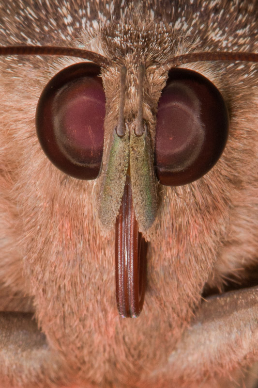 Moth Face | Nature Closeups