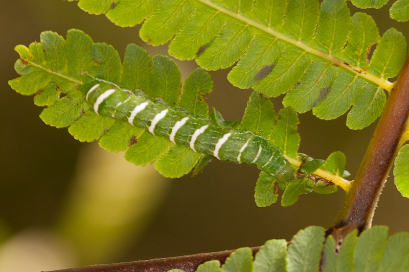 Crypsis Challenge #2 Reveal : Nature Closeups