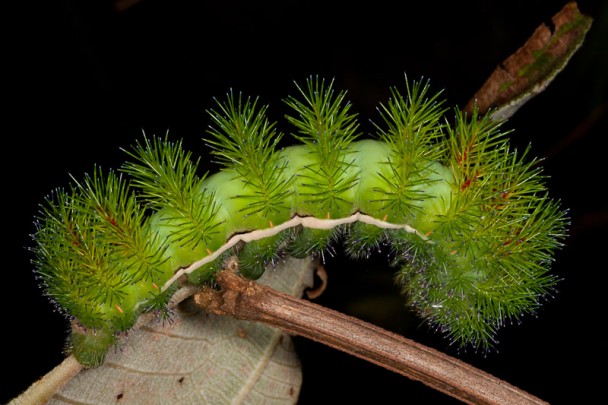 A Caterpillar to Avoid : Nature Closeups