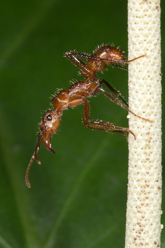 Ectatomma tuberculatum : Nature Closeups