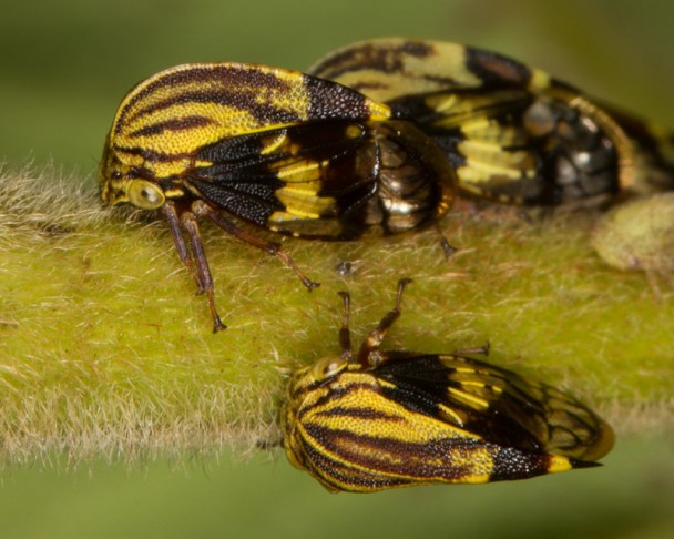 Yellow/Black Treehoppers with Ants | Nature Closeups